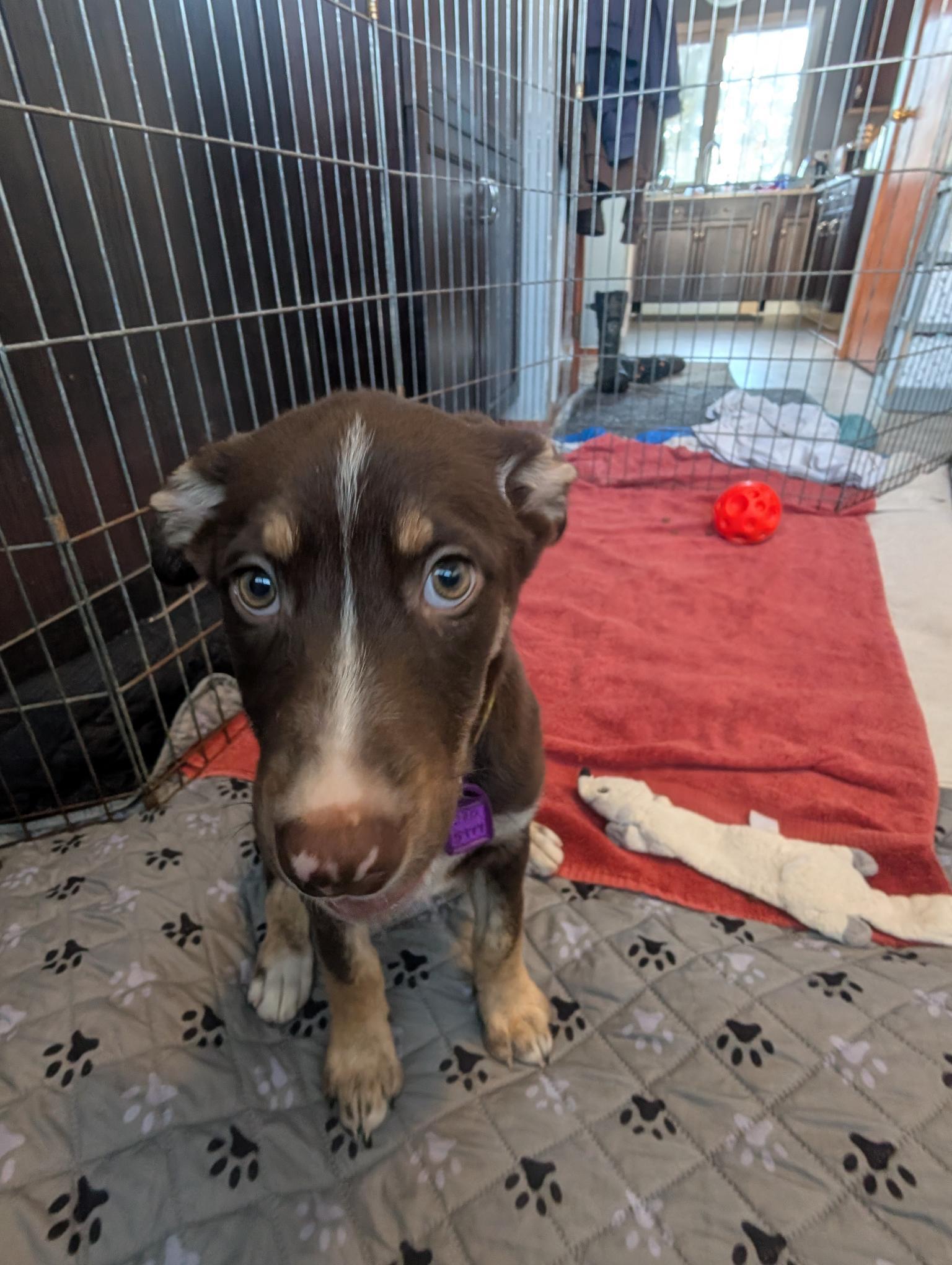 Happy, a ADOPTABLE Mixed Breed in Saskatoon, SK image 2/6