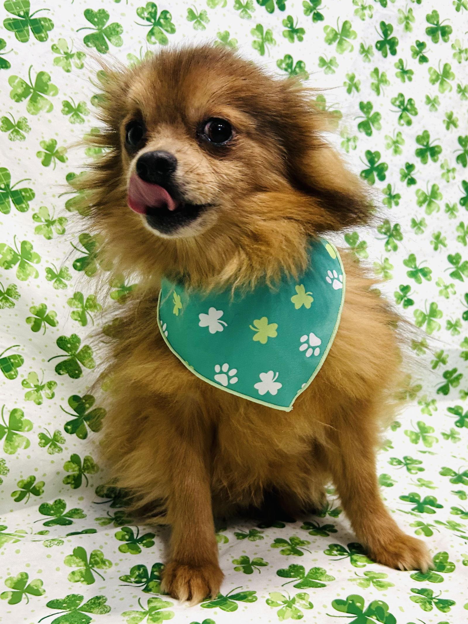 Theo — thumbnail 2