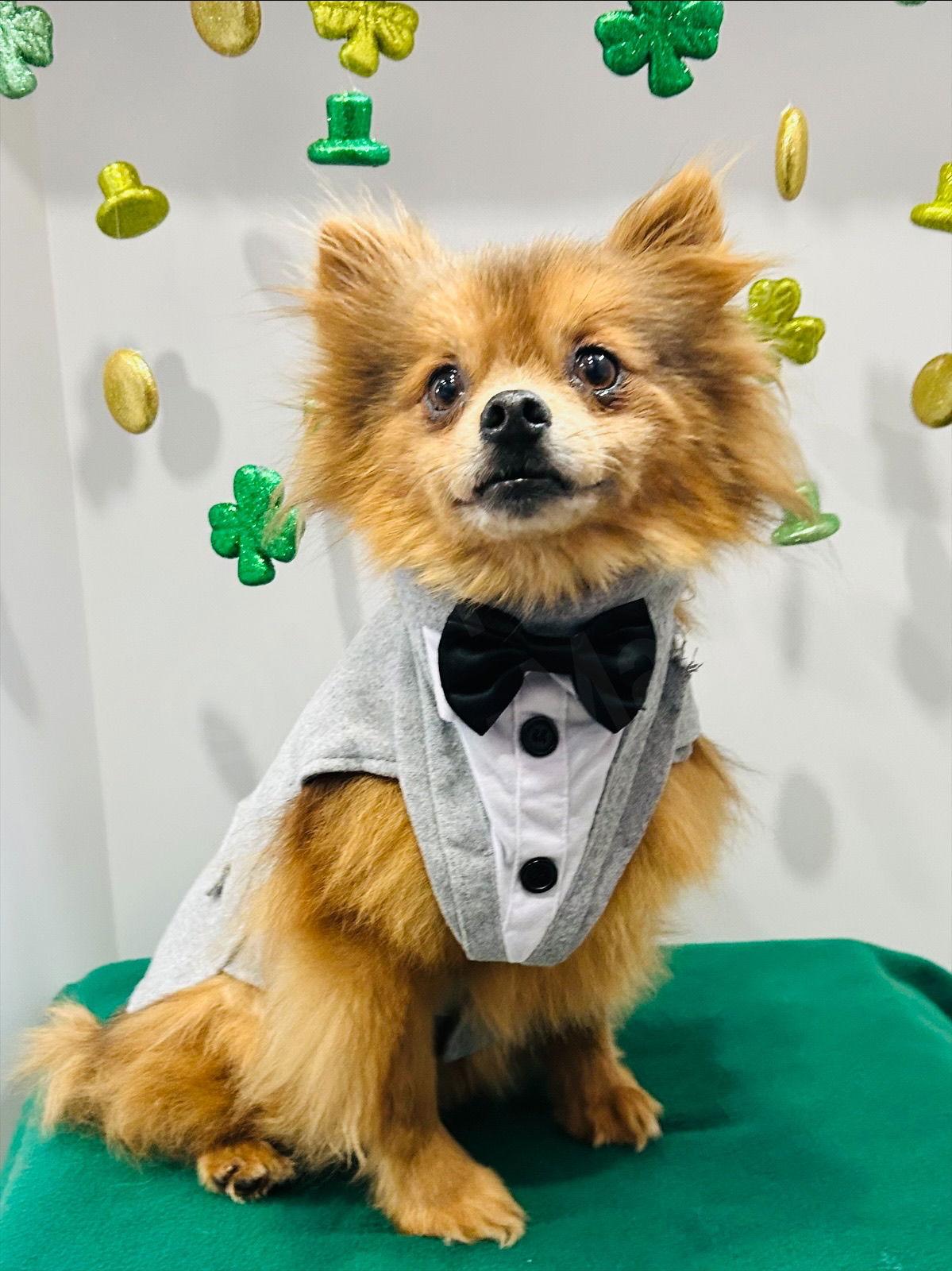 Theo — thumbnail 3