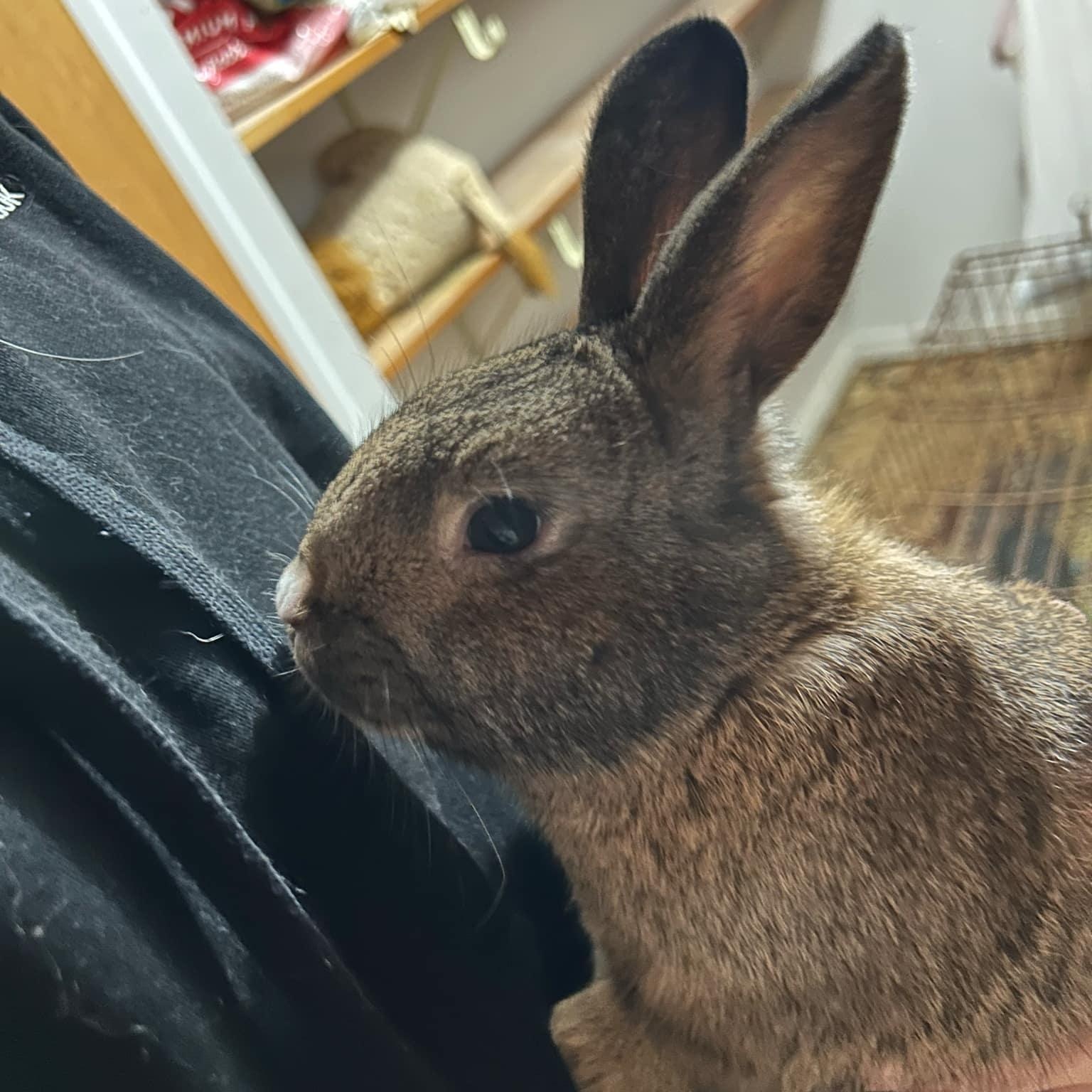 Rabbit for adoption - Baz, a Dutch in Saginaw, MI | Petfinder