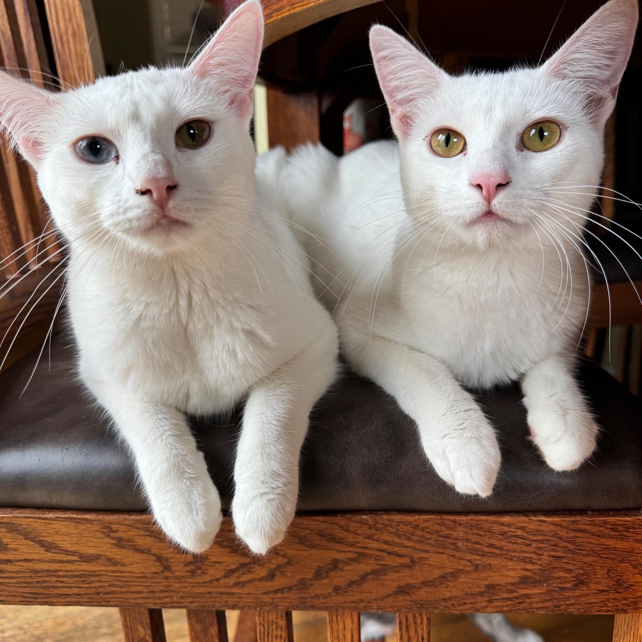 Enlarge Sophia & Dorothy, an adopted Domestic Short Hair in Morgan Hill, CA image 4/6