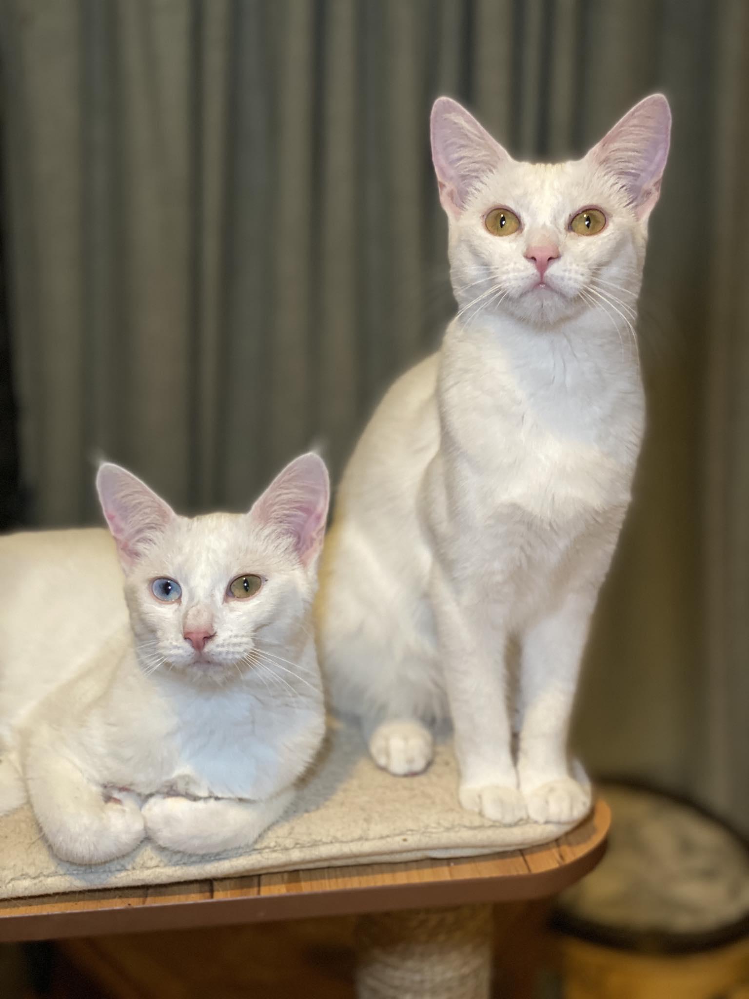 Enlarge Sophia & Dorothy, an adopted Domestic Short Hair in Morgan Hill, CA image 6/6