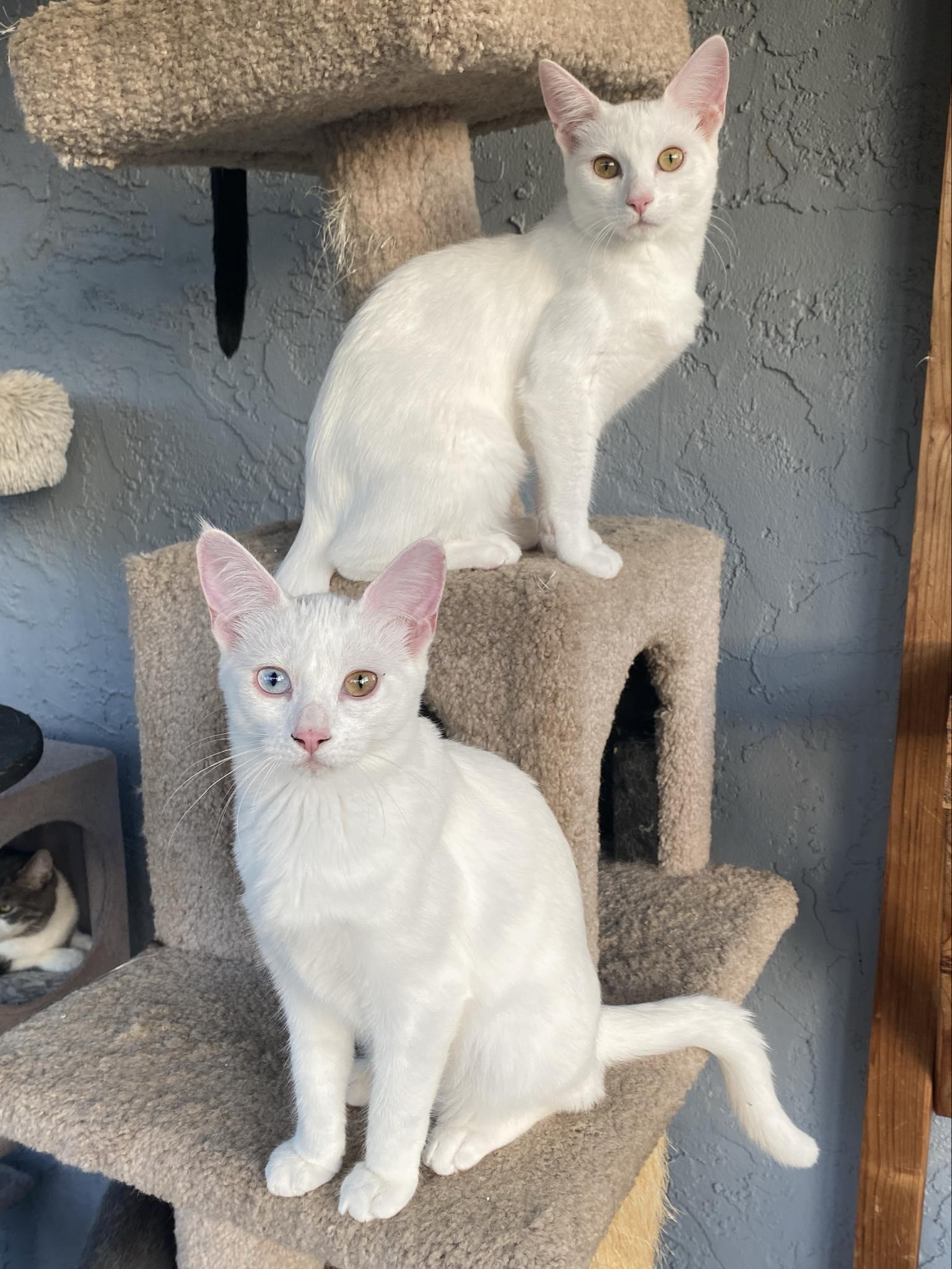 Enlarge Sophia & Dorothy, an adopted Domestic Short Hair in Morgan Hill, CA image 3/6