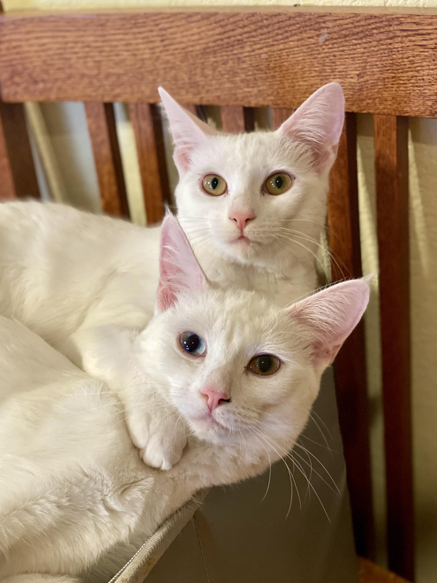 Enlarge Sophia & Dorothy, an adopted Domestic Short Hair in Morgan Hill, CA image 5/6