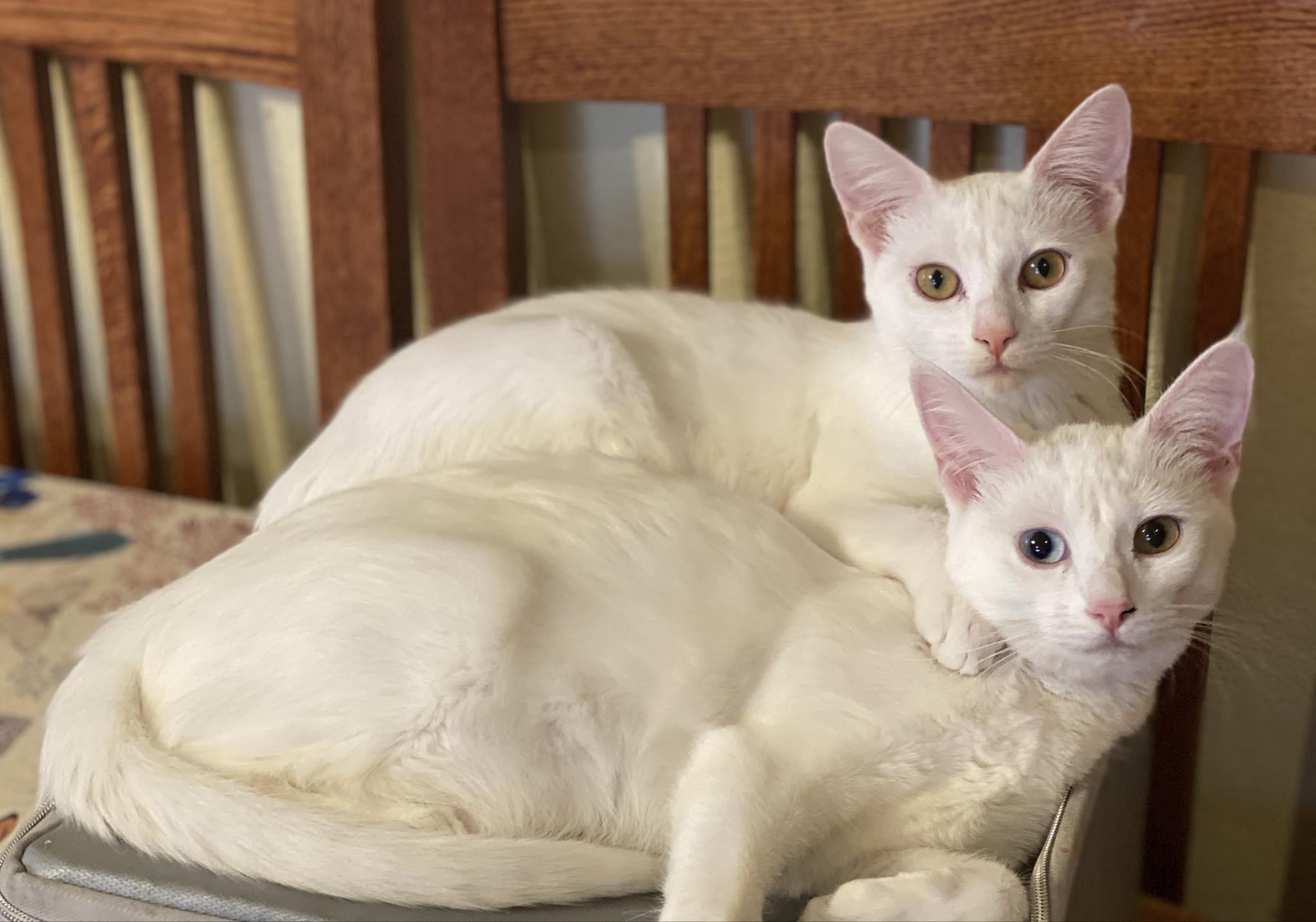 Sophia & Dorothy, adopted, Kitten Female Domestic Short Hair.