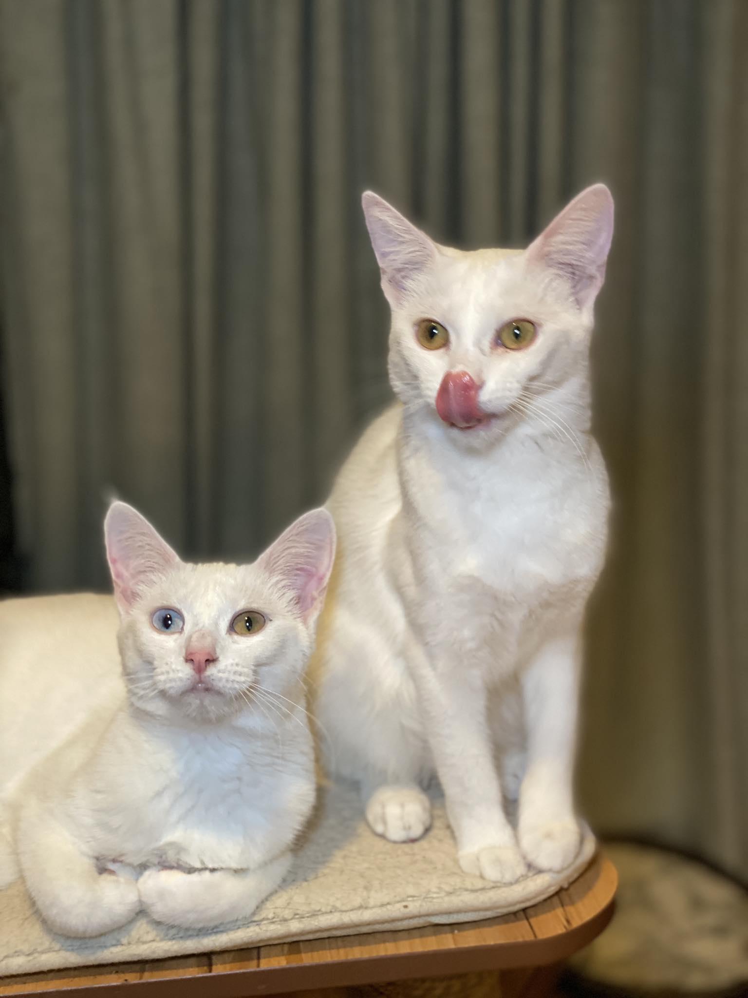 Enlarge Sophia & Dorothy, an adopted Domestic Short Hair in Morgan Hill, CA image 2/6