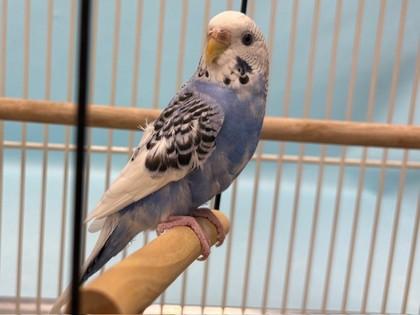 Poppy, Adoptable, Adult Female Parakeet (Other).