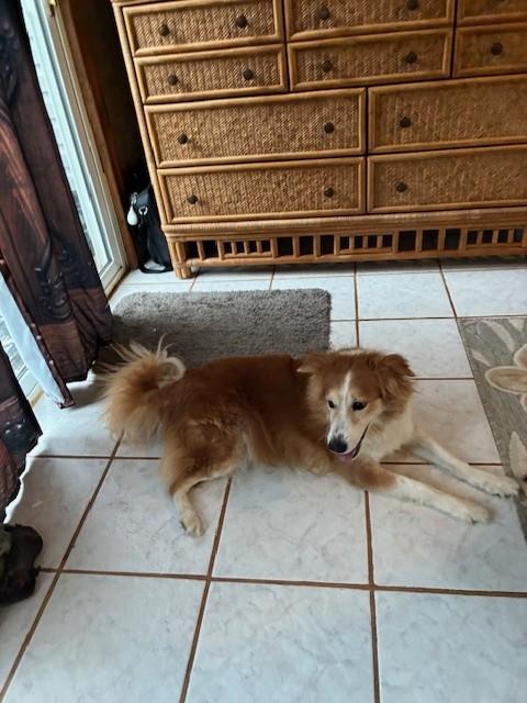 Enlarge Skittles, a ADOPTABLE mixed breed in vALE, NC image 1/1