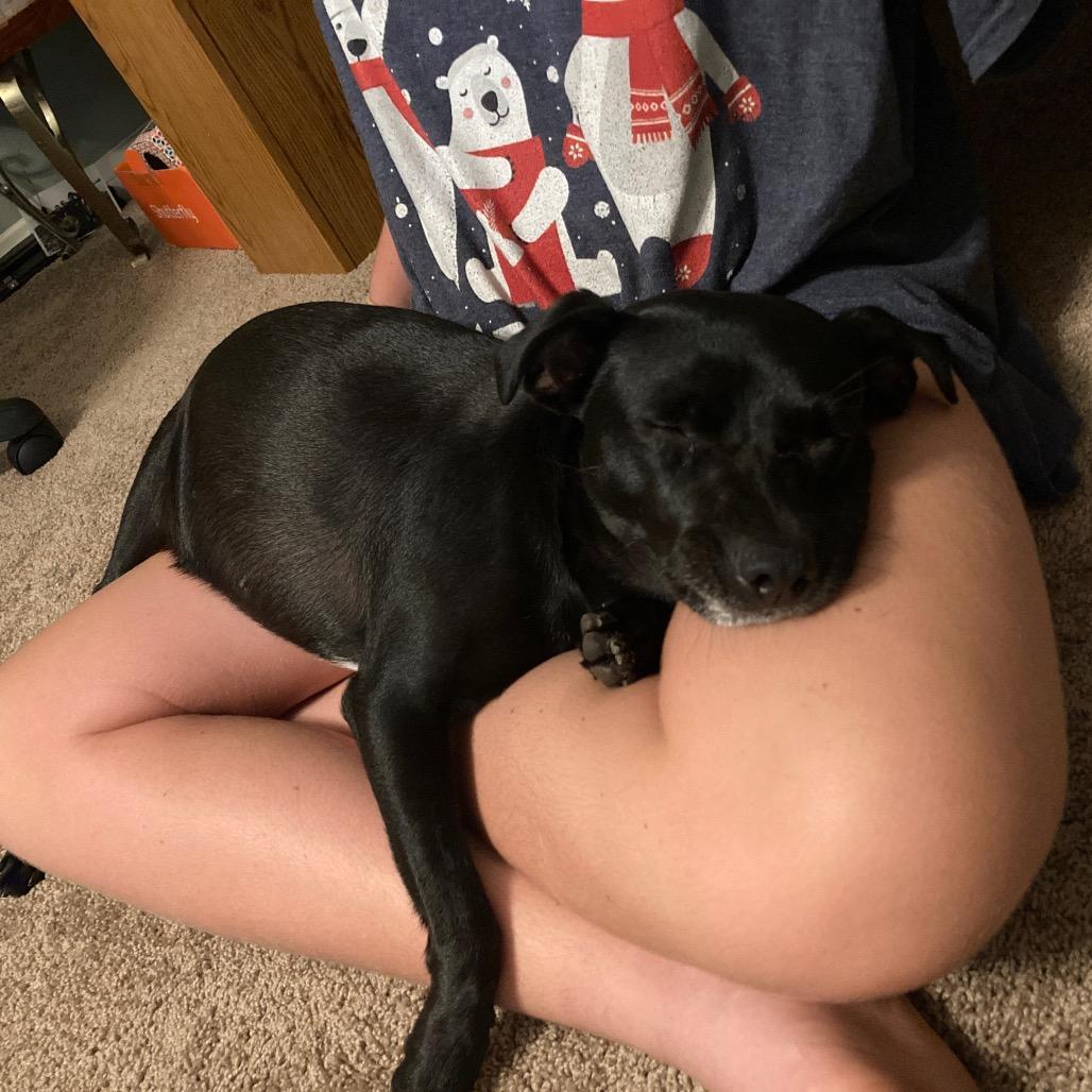 Enlarge Blueberry, a Adoptable mixed breed in San Diego, CA image 3/6