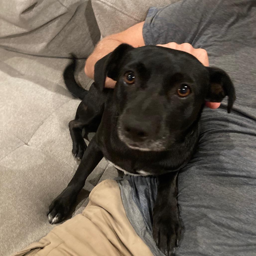 Enlarge Blueberry, a Adoptable mixed breed in San Diego, CA image 4/6