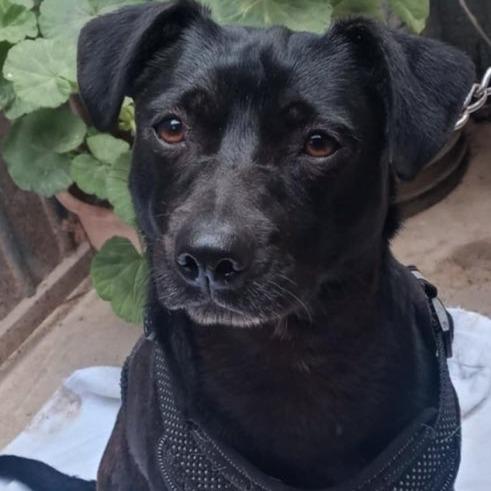 Enlarge Blueberry, a Adoptable mixed breed in San Diego, CA image 5/6