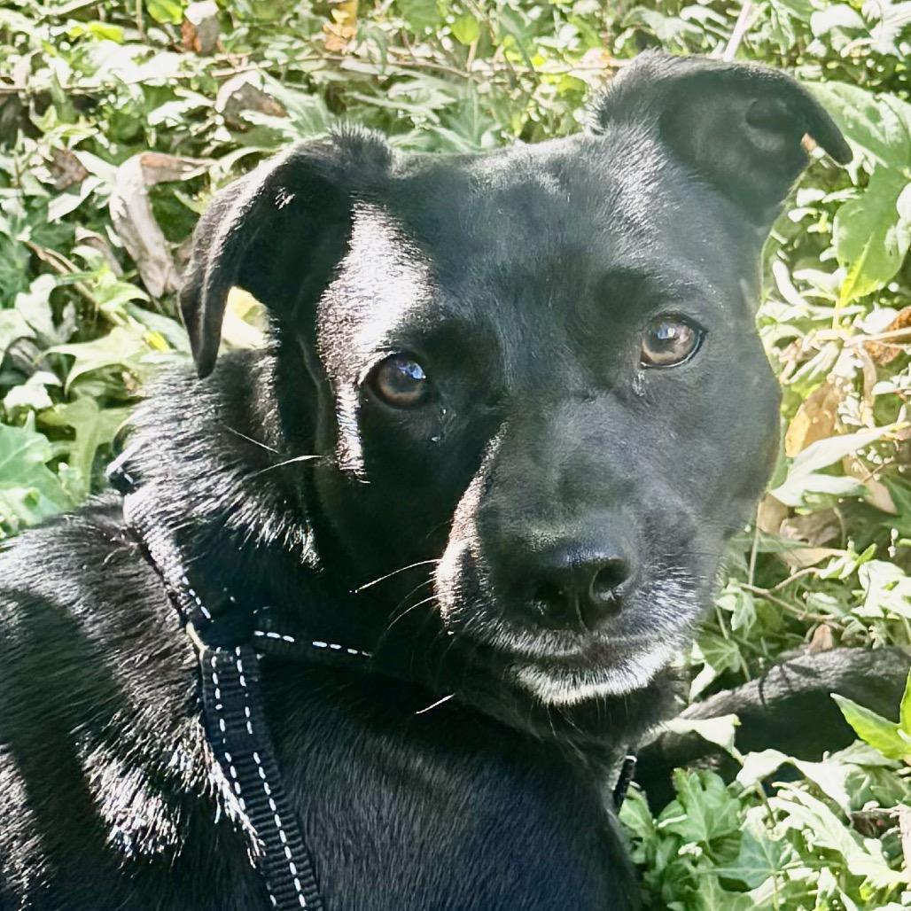 Enlarge Blueberry, a Adoptable mixed breed in San Diego, CA image 6/6