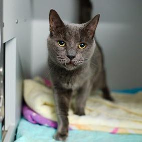 Bacardi, a Adoptable Domestic Short Hair in New York, NY image 1/2