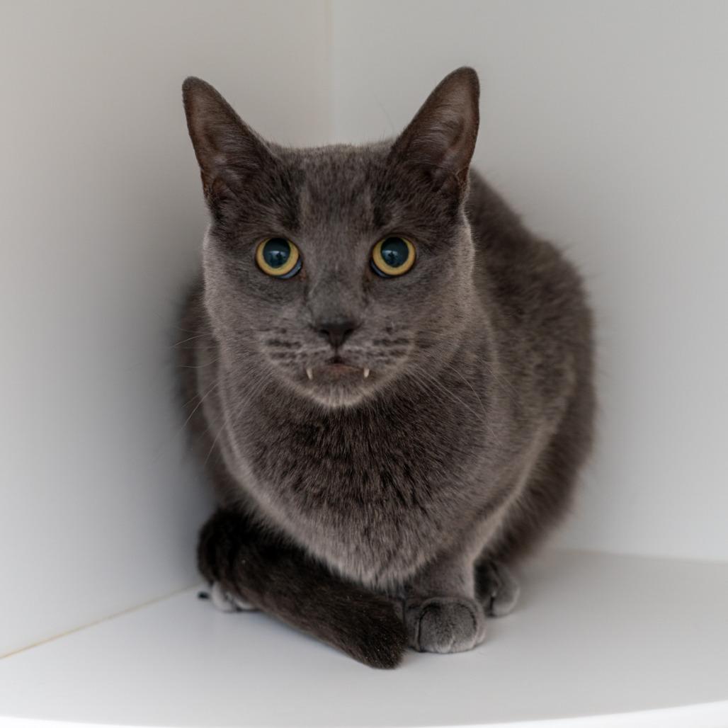 Bacardi, a Adoptable Domestic Short Hair in New York, NY image 2/2