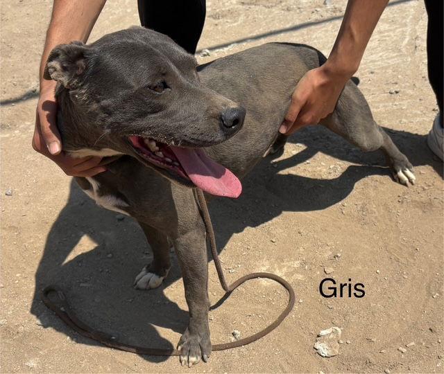 Griselda, a Adoptable mixed breed in Los Angeles, CA image 1/2