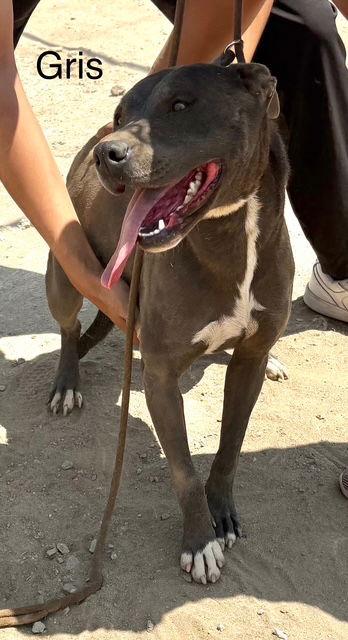 Griselda, a Adoptable mixed breed in Los Angeles, CA image 2/2