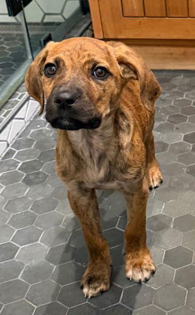 Enlarge Roxy, a Adoptable mixed breed in Sunnyvale, CA image 1/1