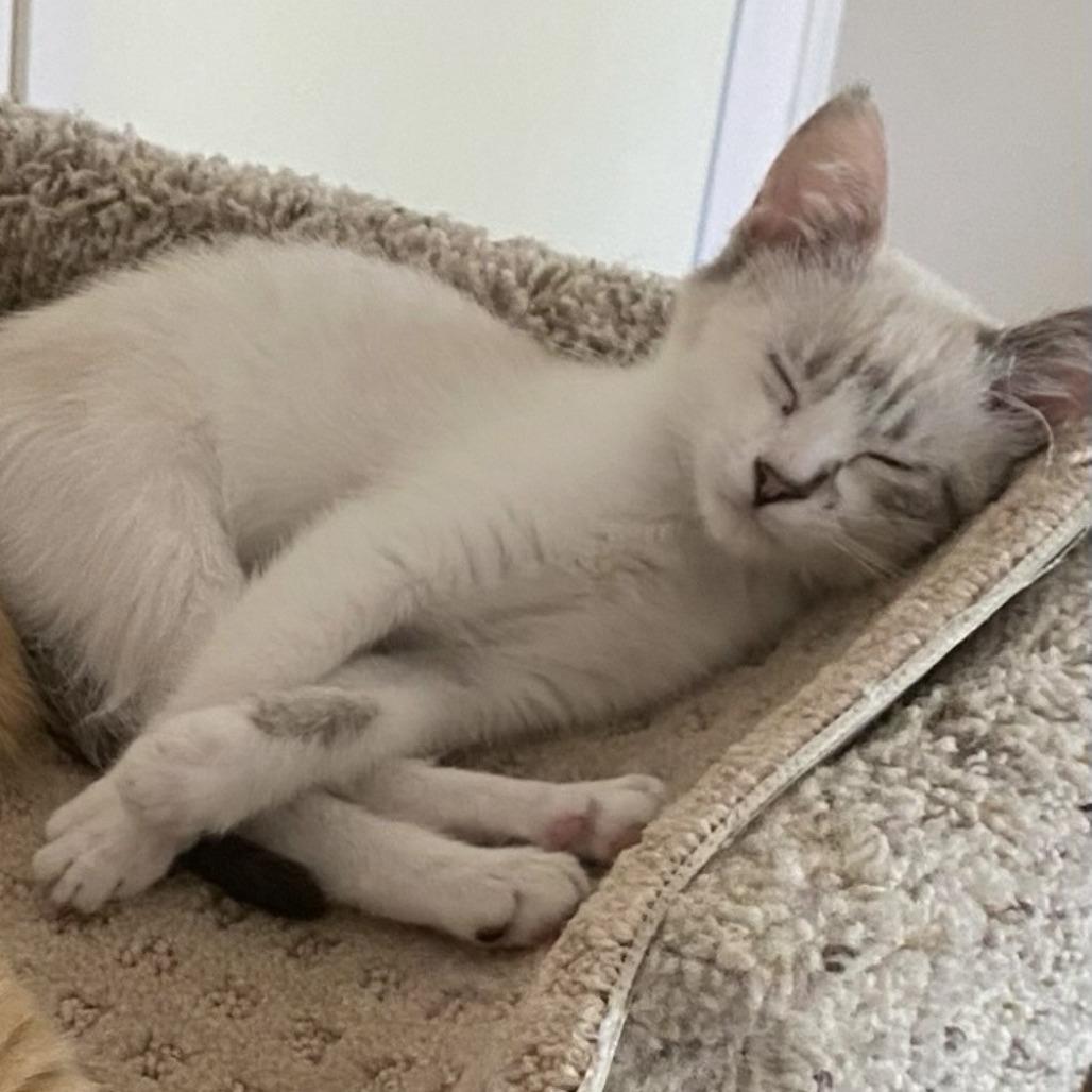 Honey, Adoptable, Kitten Female Domestic Short Hair.