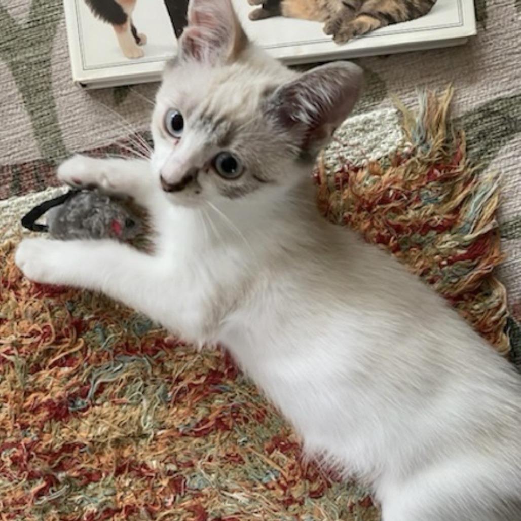 Honey, a Adoptable Domestic Short Hair in Talent, OR image 2/2