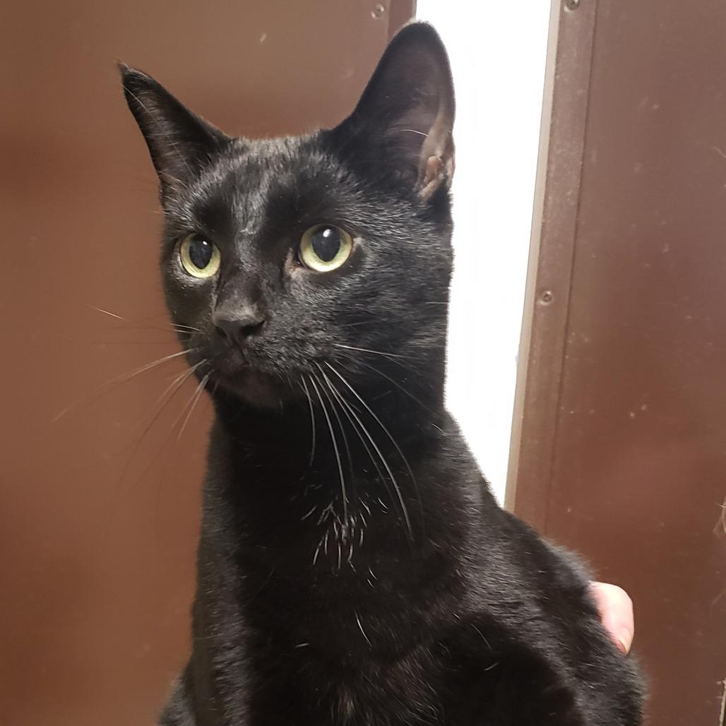 Enlarge Percy, a Adoptable mixed breed in Versailles, KY image 1/1