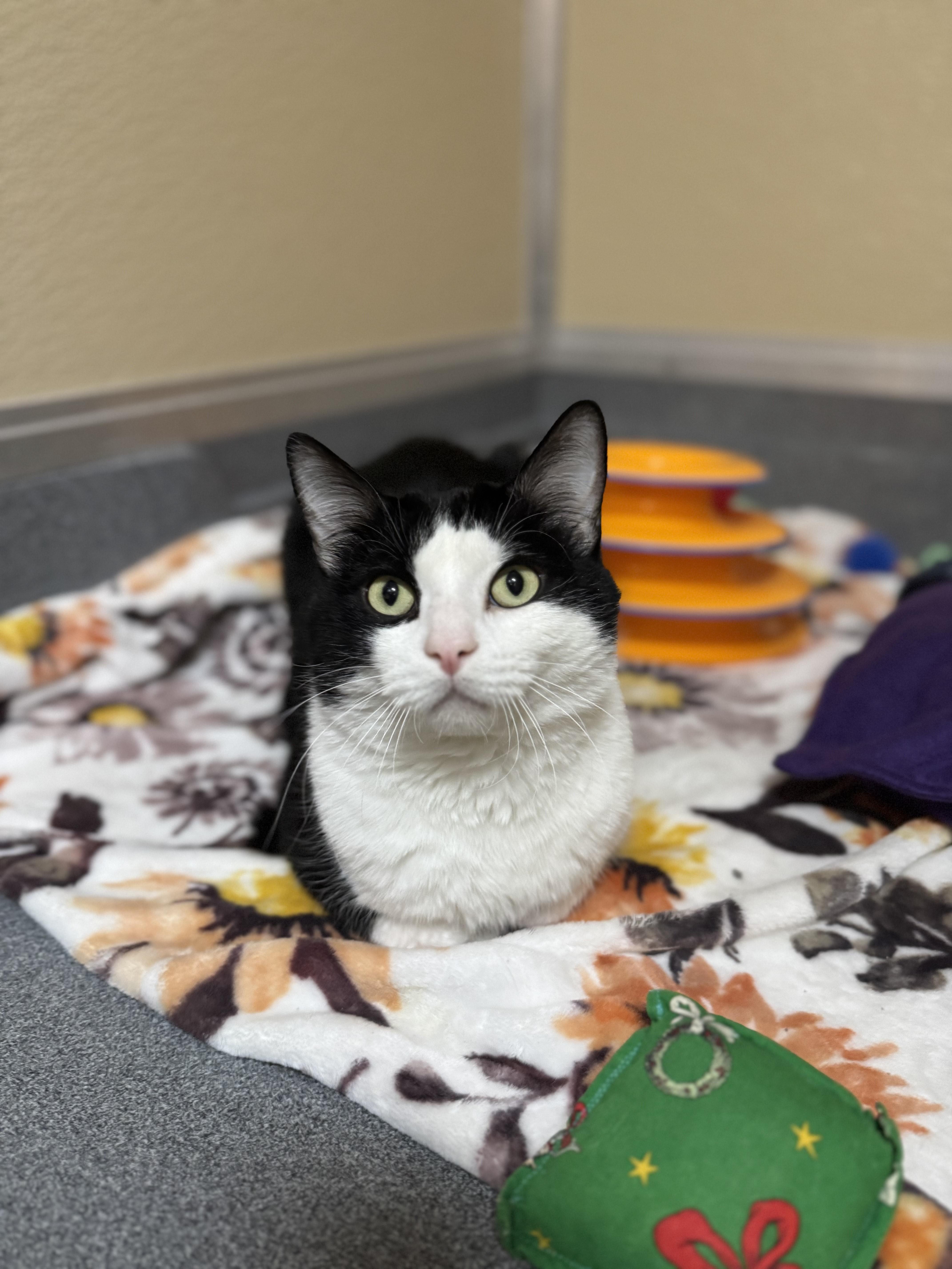 Enlarge Oliver, an adopted Domestic Short Hair in Tomah, WI image 1/5