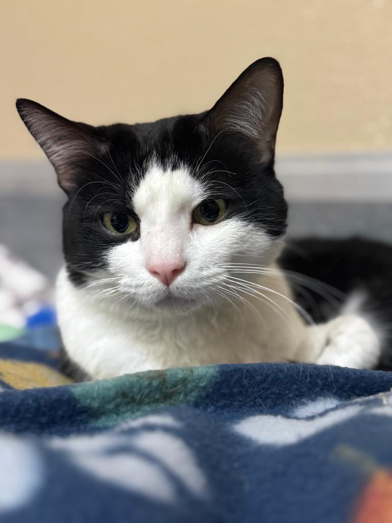 Enlarge Oliver, an adopted Domestic Short Hair in Tomah, WI image 2/5