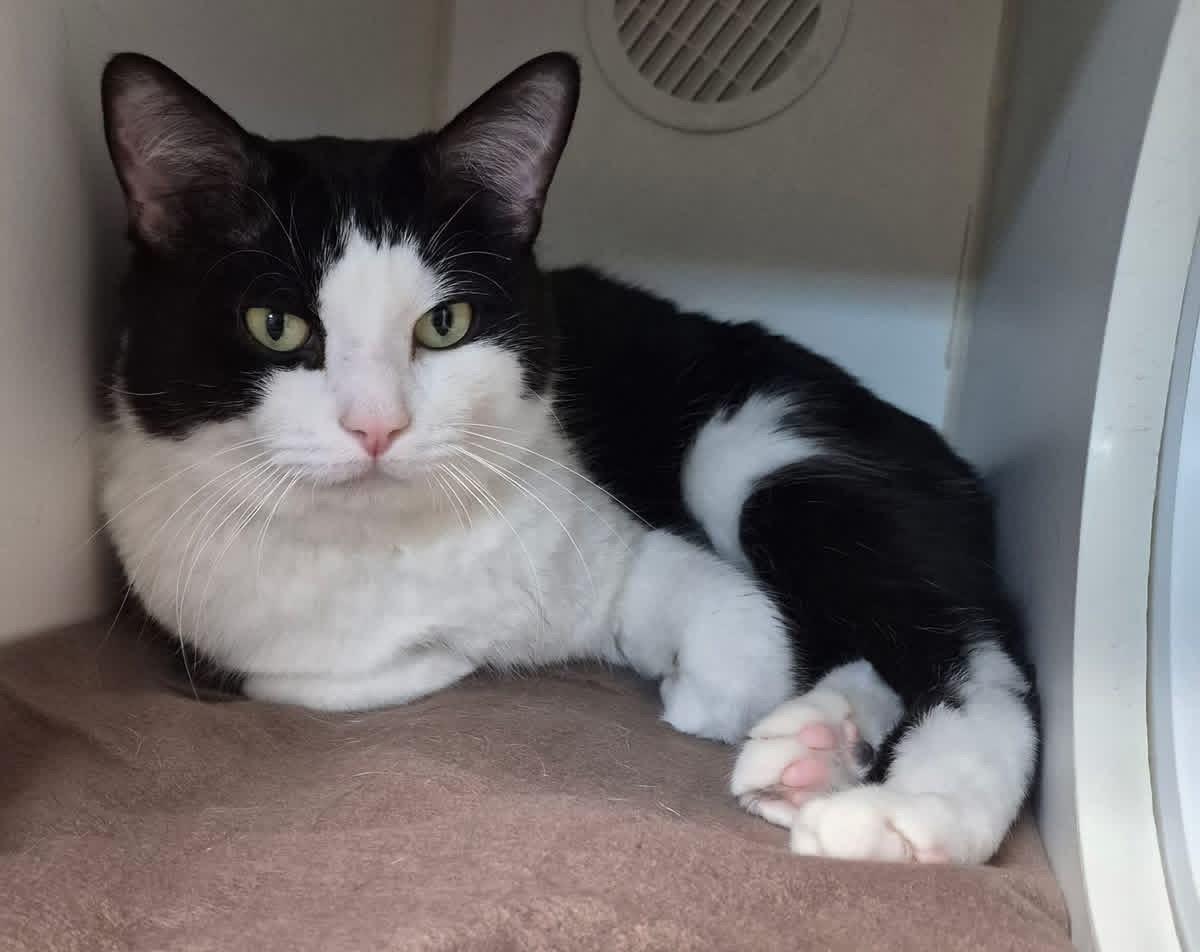 Enlarge Oliver, an adopted Domestic Short Hair in Tomah, WI image 3/5