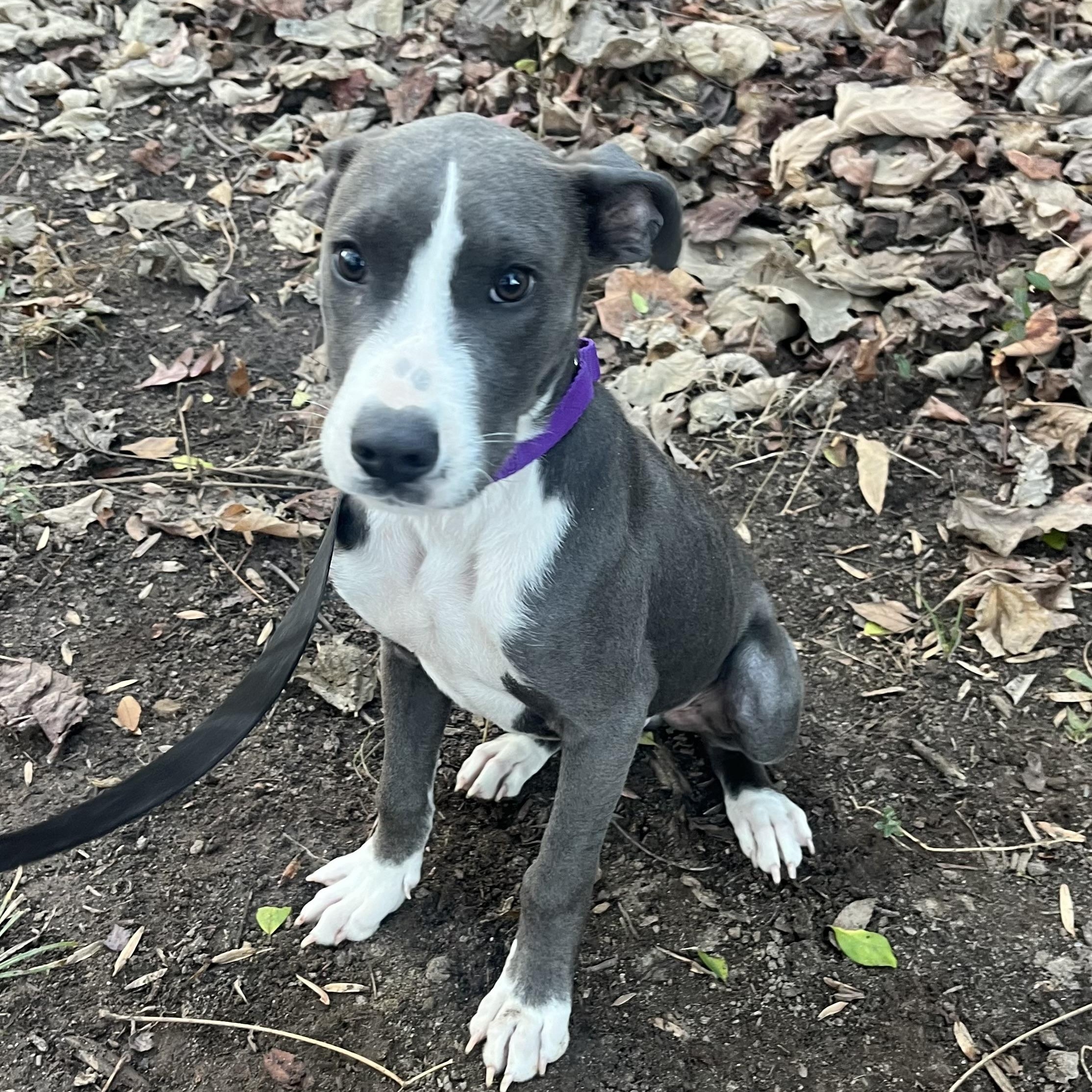 Enlarge Rune, a ADOPTABLE mixed breed in Rock Hill, SC image 4/4