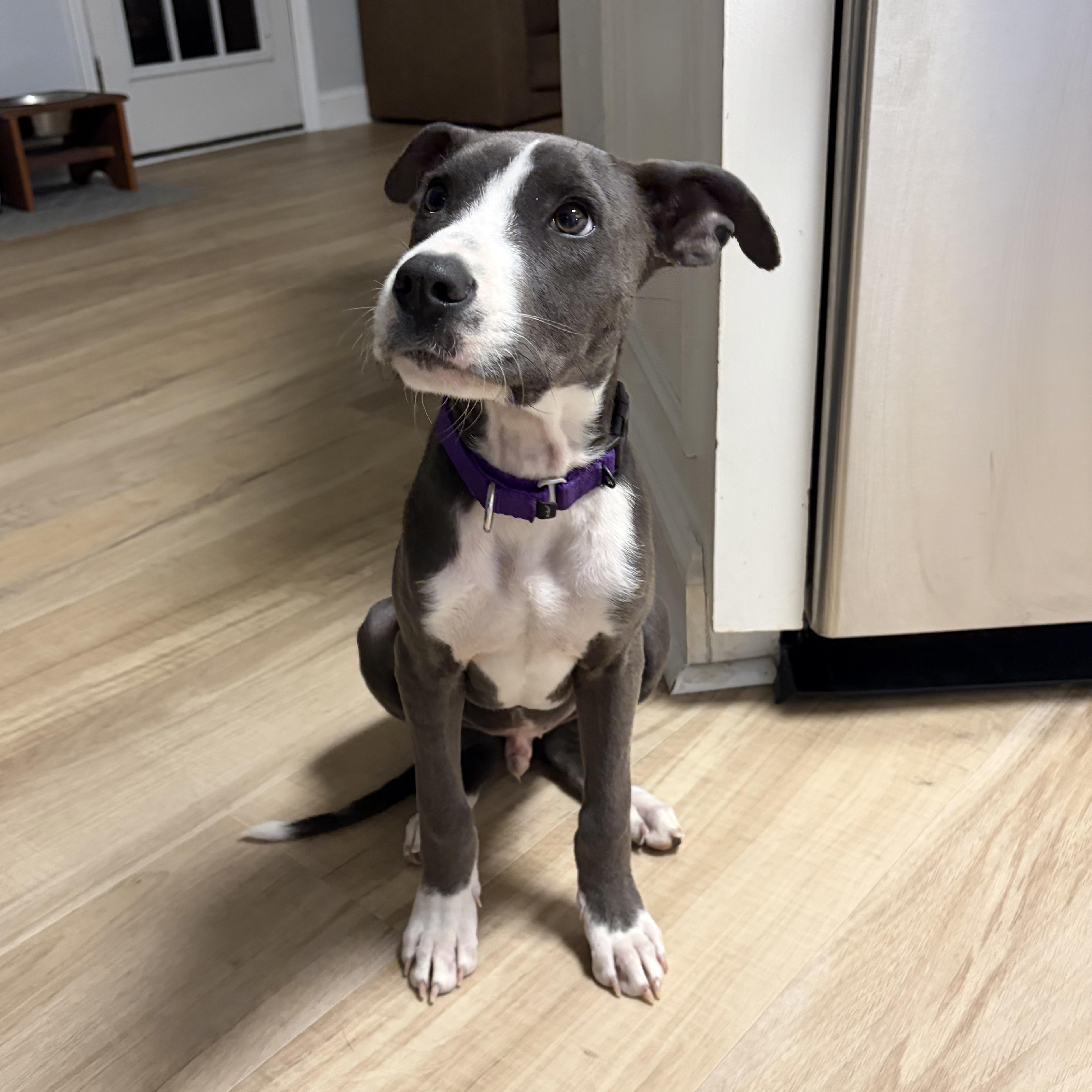 Rune, ADOPTABLE, Young Male Pit Bull Terrier.