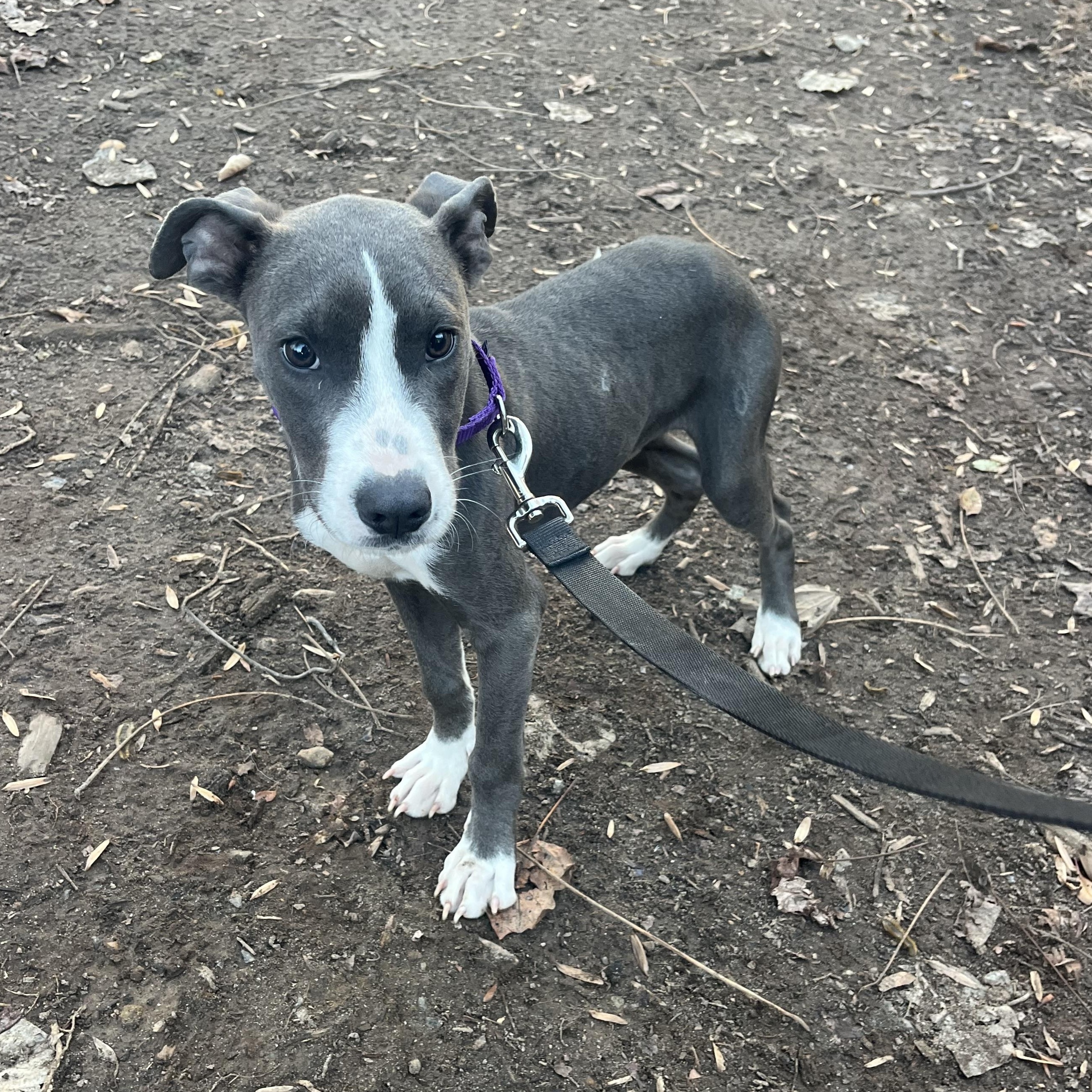 Enlarge Rune, a ADOPTABLE mixed breed in Rock Hill, SC image 3/4