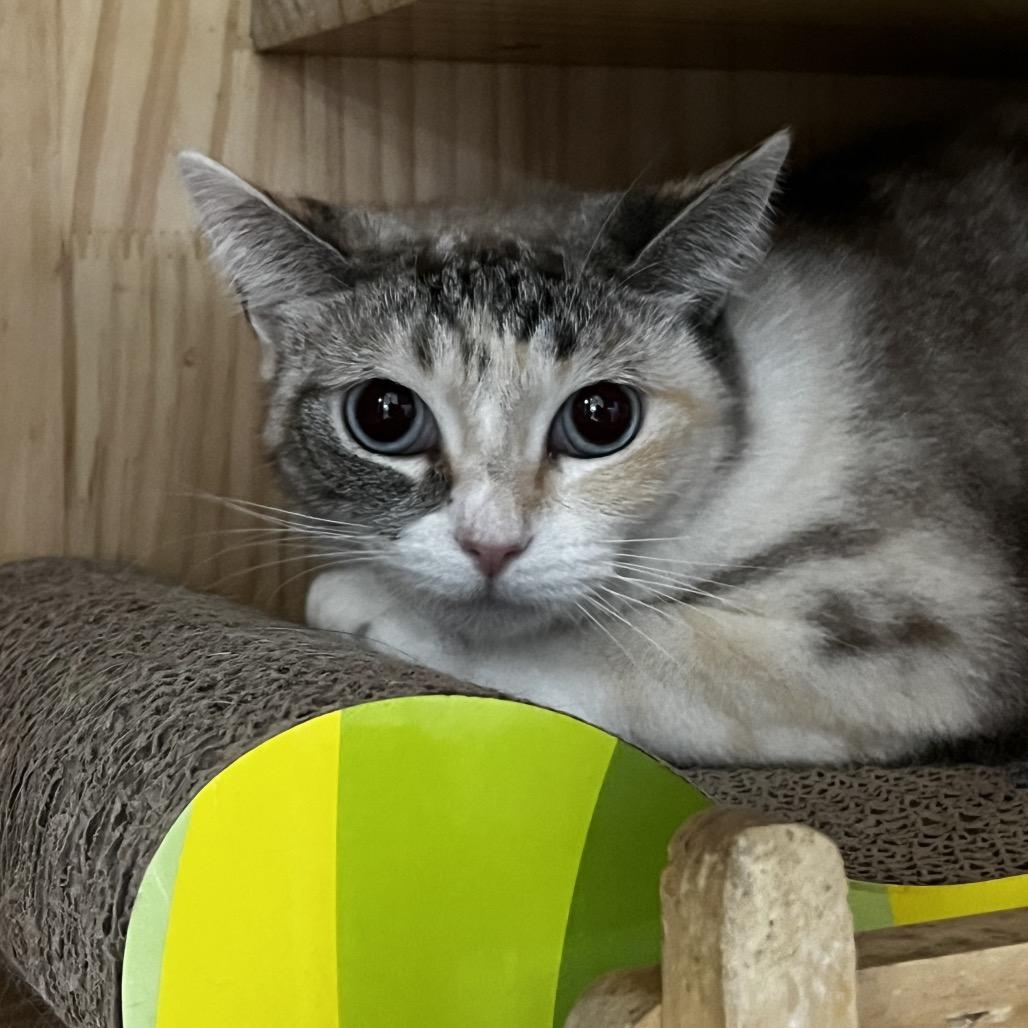 Enlarge Cielo, a Adoptable Domestic Short Hair in Yucca Valley, CA image 1/3