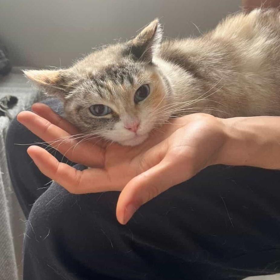 Enlarge Cielo, a Adoptable Domestic Short Hair in Yucca Valley, CA image 2/3