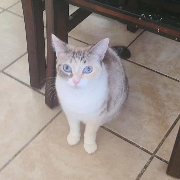 Enlarge Cielo, a Adoptable Domestic Short Hair in Yucca Valley, CA image 3/3