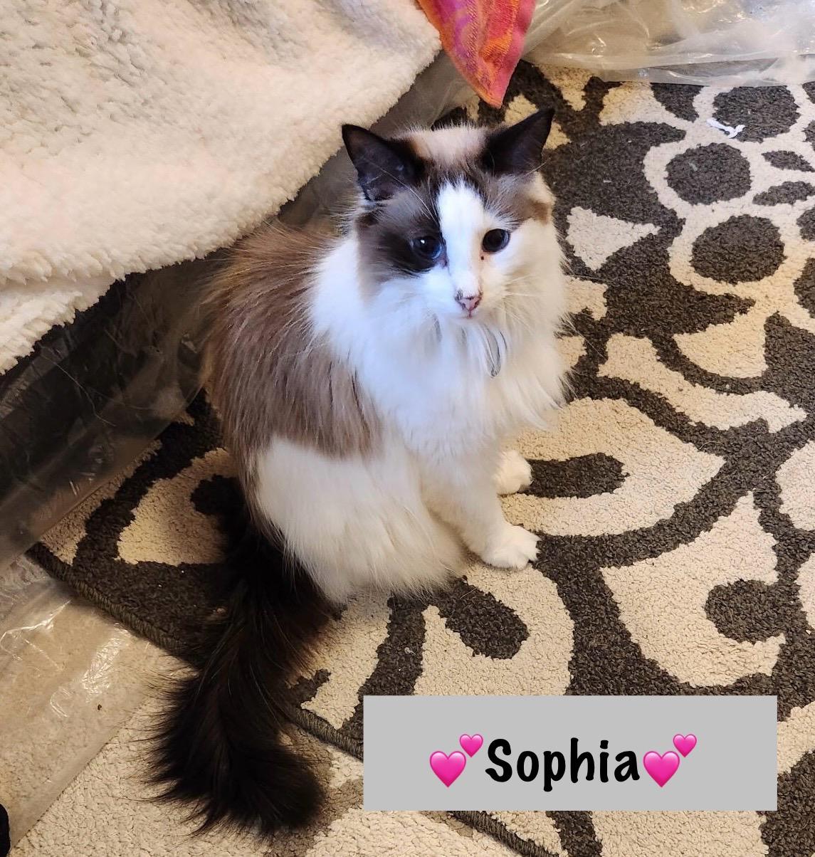 Sophia