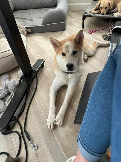 Cleveland, Adoptable, Young Male Shiba Inu & Husky.