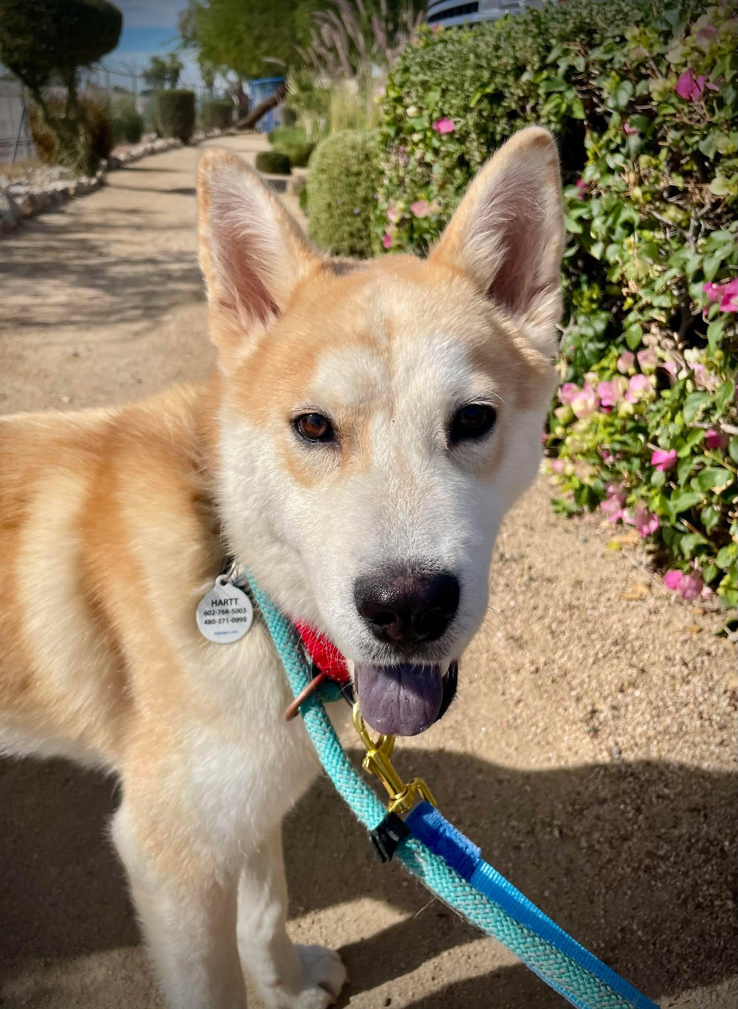 Cleveland, Adoptable, Young Male Shiba Inu & Husky.