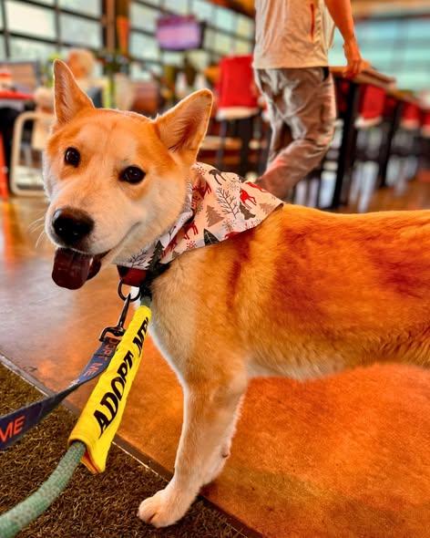 Enlarge Cleveland, a Adoptable mixed breed in Phoenix, AZ image 1/6