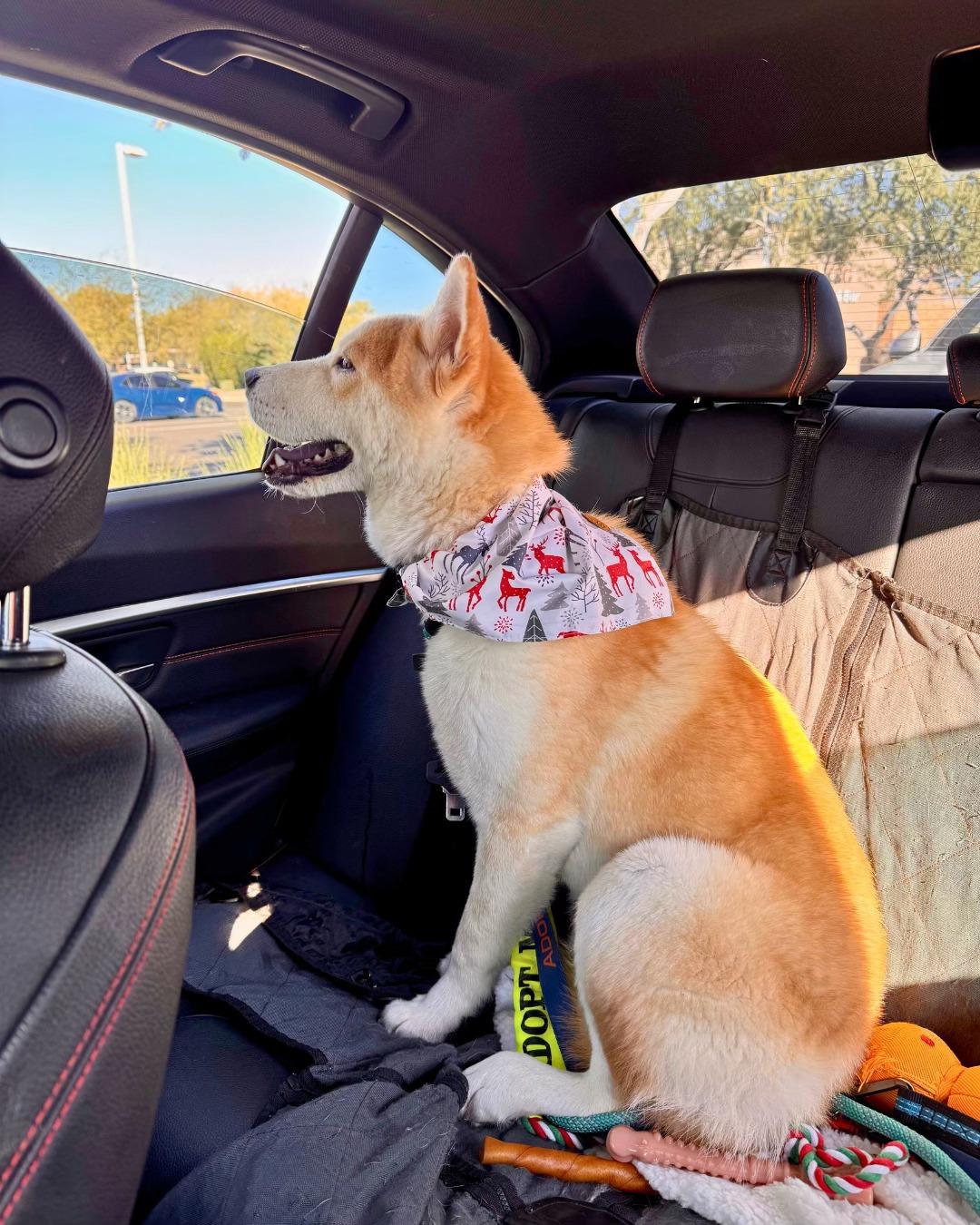 Enlarge Cleveland, a Adoptable mixed breed in Phoenix, AZ image 2/6