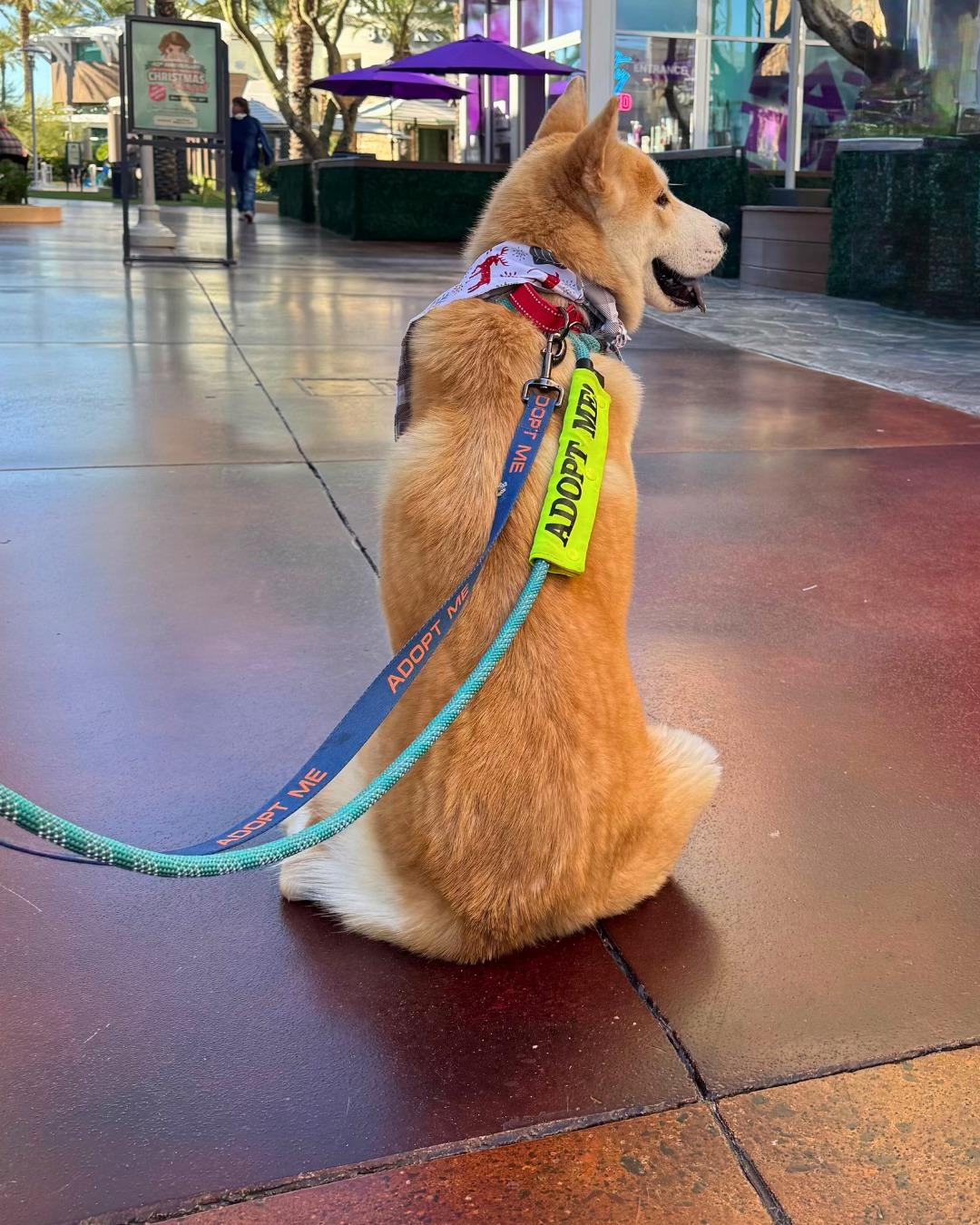 Enlarge Cleveland, a Adoptable mixed breed in Phoenix, AZ image 3/6