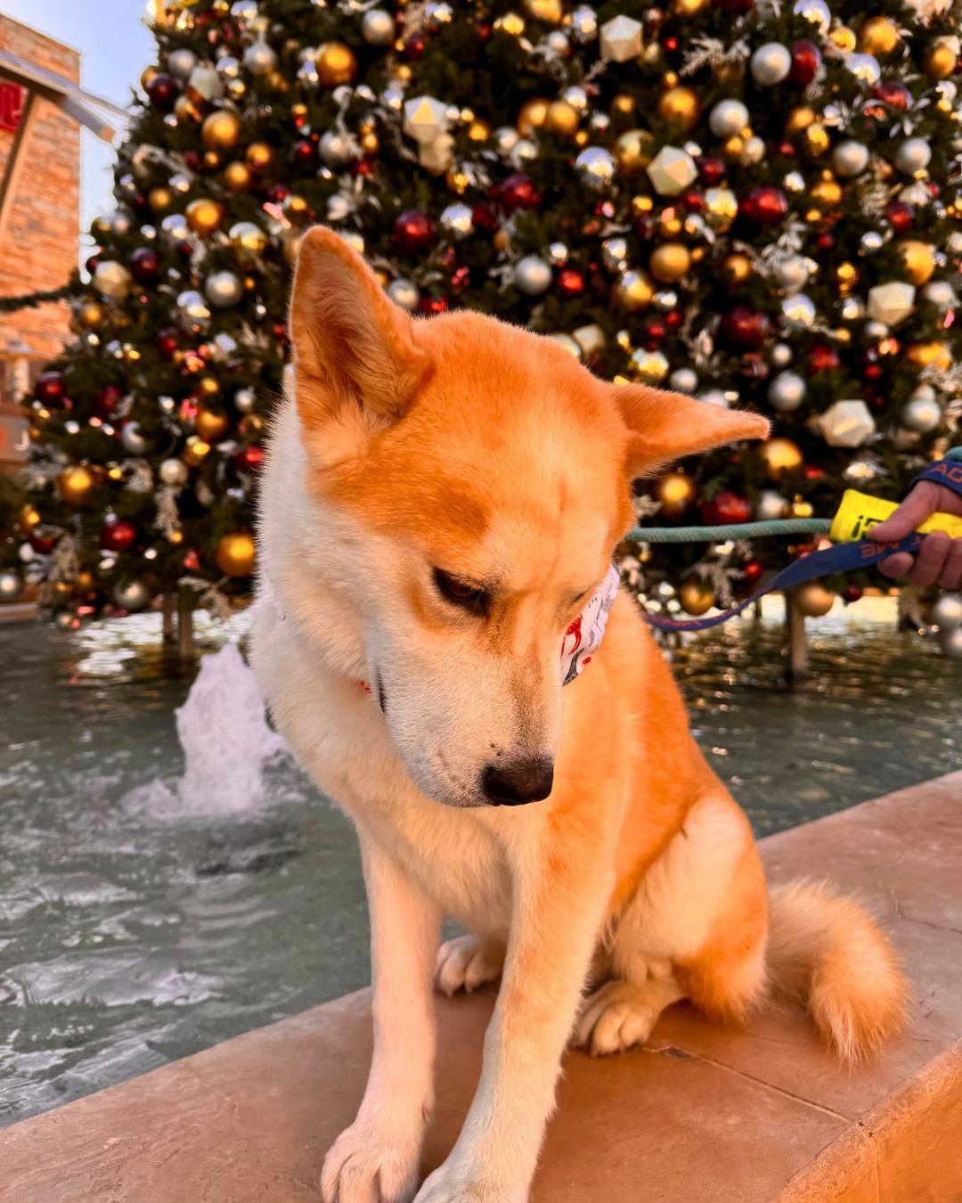 Enlarge Cleveland, a Adoptable mixed breed in Phoenix, AZ image 4/6