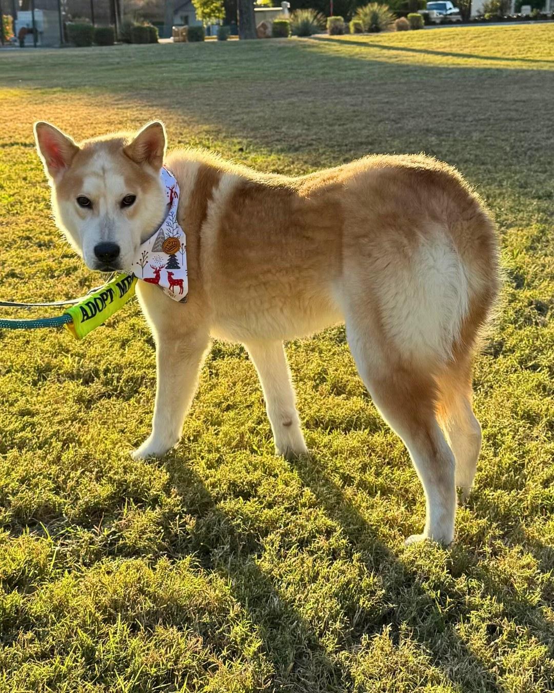 Enlarge Cleveland, a Adoptable mixed breed in Phoenix, AZ image 5/6