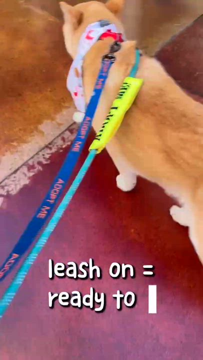 Enlarge Cleveland, a Adoptable mixed breed in Phoenix, AZ video 6/6