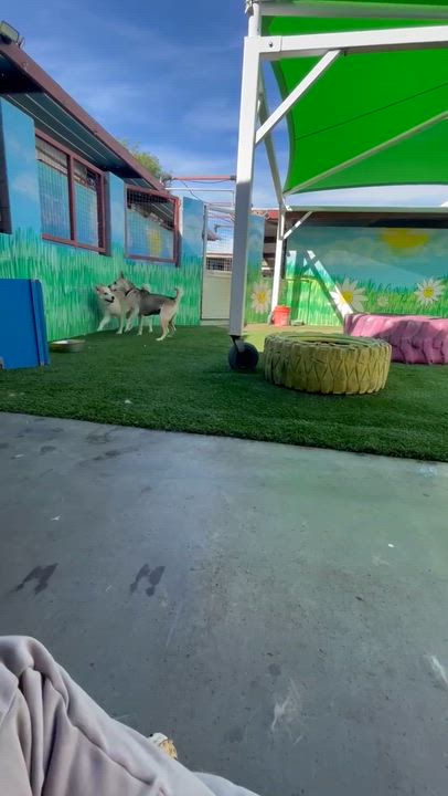 Enlarge Cleveland, an adopted mixed breed in Phoenix, AZ video 6/6