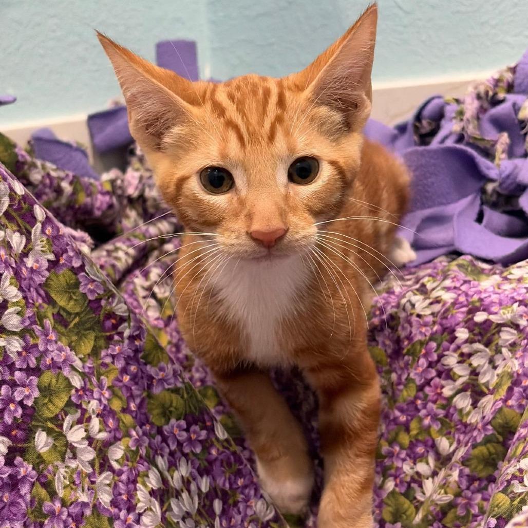 Cream, Adoptable, Kitten Male Domestic Short Hair.