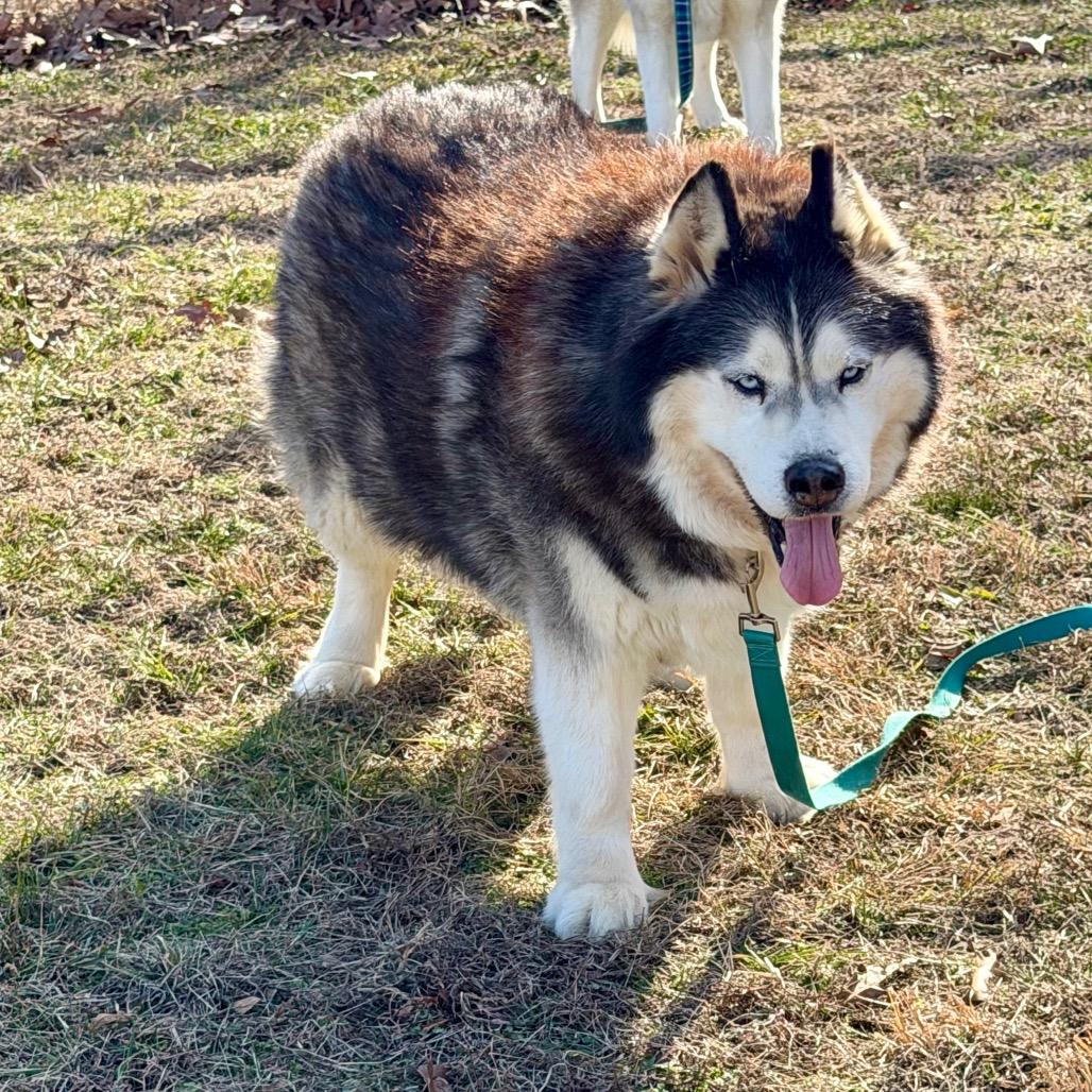 Big Fluffy (F26-04), Adoptable, Senior Male Husky.