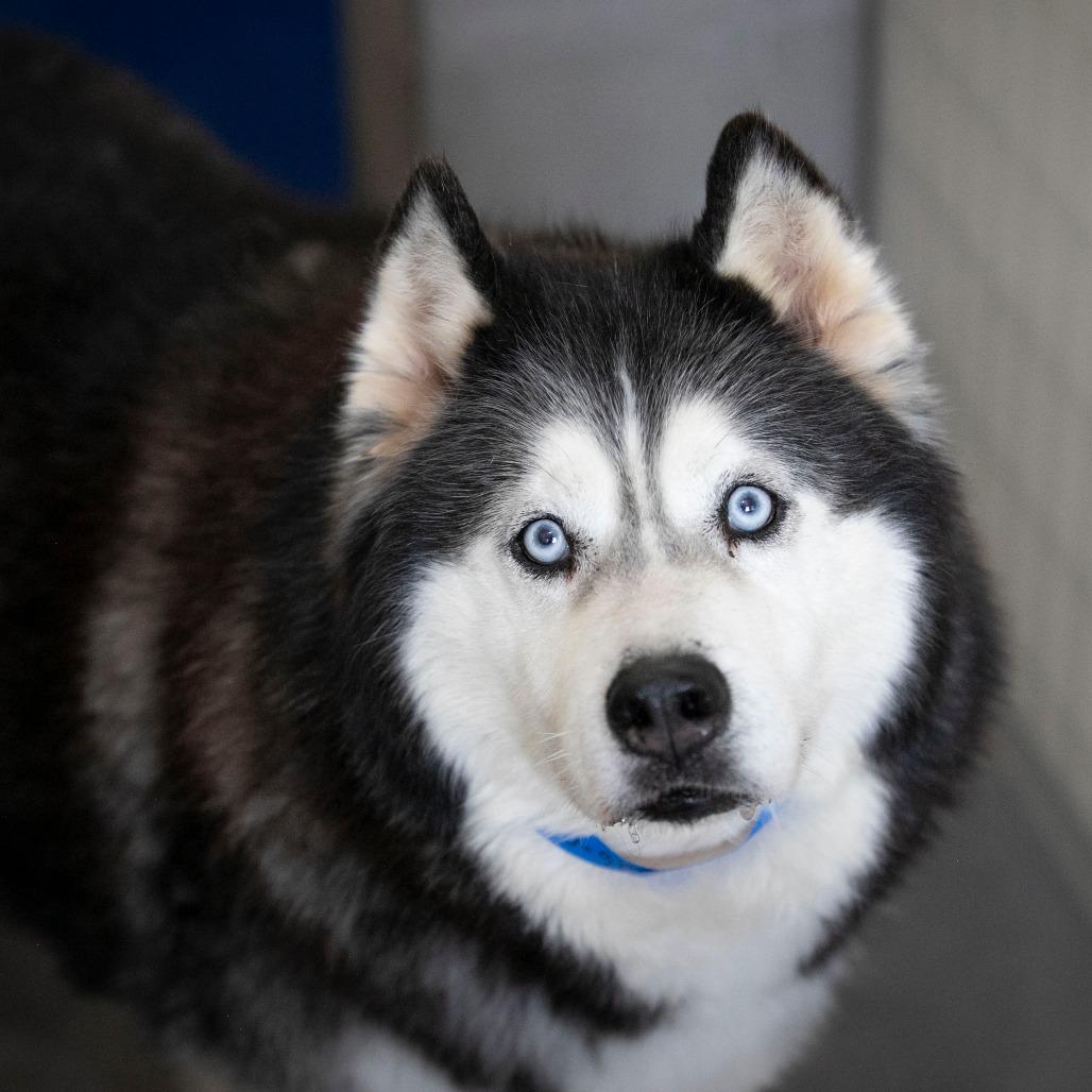 Enlarge Big Fluffy (F26-04), a Adoptable Husky in Peyton, CO image 2/6