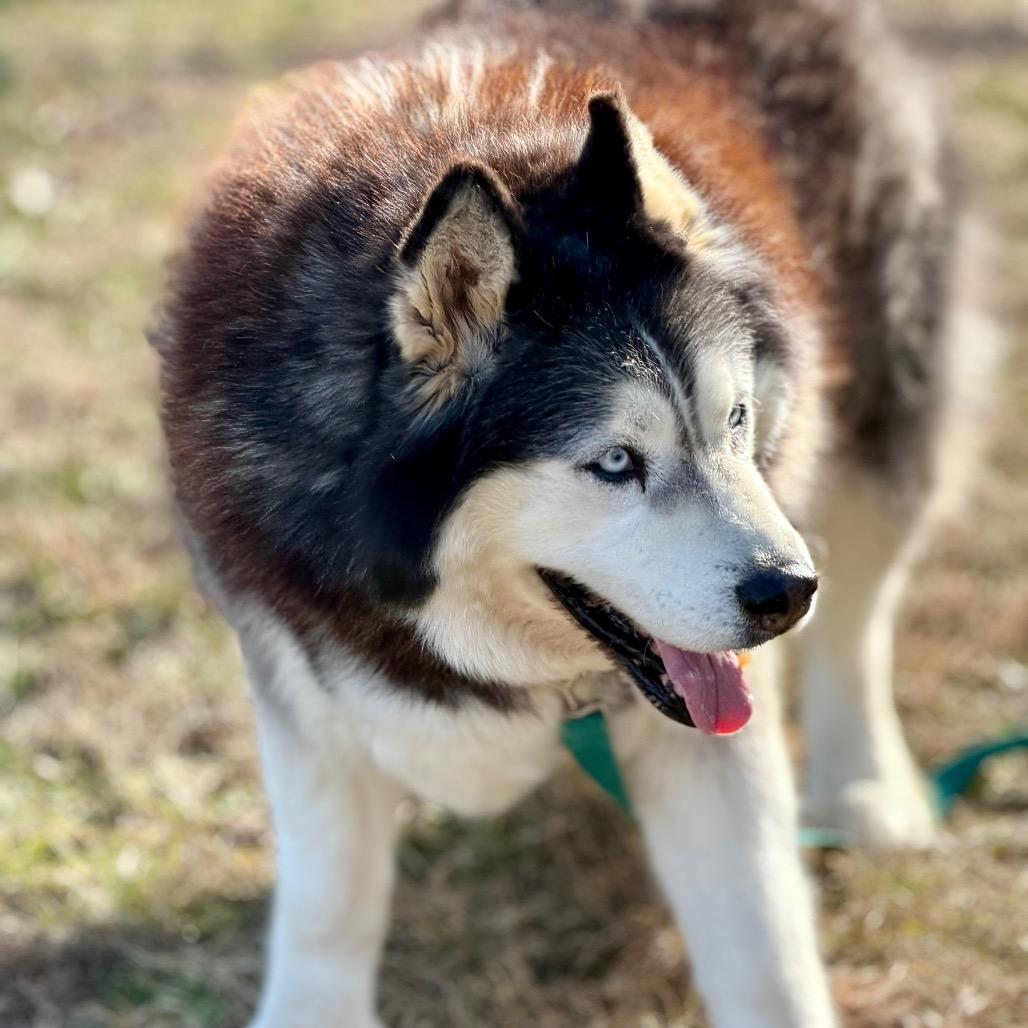Enlarge Big Fluffy (F26-04), a Adoptable Husky in Peyton, CO image 3/6