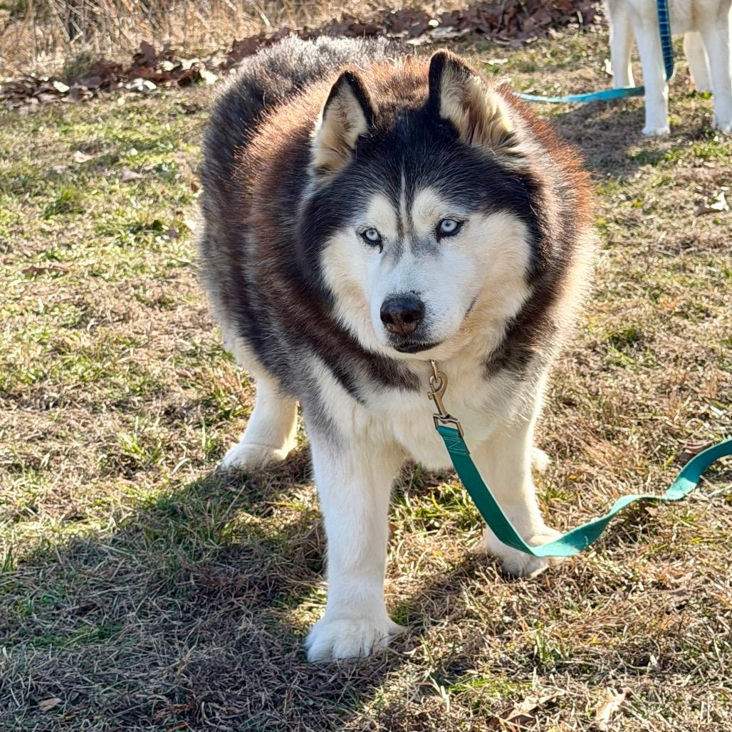 Enlarge Big Fluffy (F26-04), a Adoptable Husky in Peyton, CO image 4/6