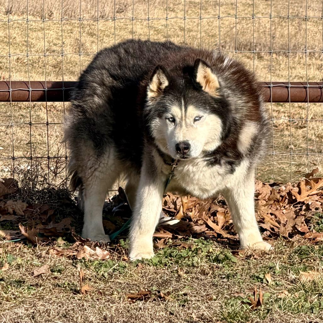 Enlarge Big Fluffy (F26-04), a Adoptable Husky in Peyton, CO image 5/6