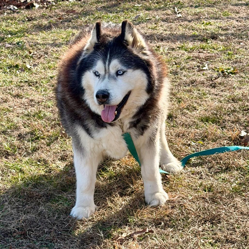 Enlarge Big Fluffy (F26-04), a Adoptable Husky in Peyton, CO image 6/6